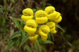 Calceolaria microbefaria, Chingaza paramo, Bogota, Colombia