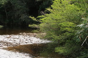 Calliandra brevipes, horizontal branches of this rheophytic shrub bending over fast flowing stream, Rio Vargem do Braco, Serra do Tabuleiro, Santa Catarina, Brazil