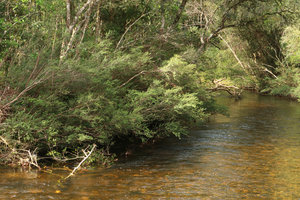 Calliandra brevipes, rheophytic shrubs bending over fast flowing stream, Rio Vargem do Braco, Serra do Tabuleiro, Santa Catarina, Brazil