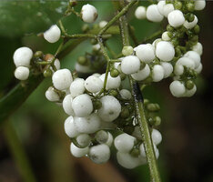 Callicarpa longifolia, bright white berries, Danum Valley, Sabah, Borneo