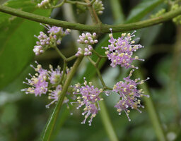 Callicarpa longifolia, flowers, Danum Valley, Sabah, Borneo