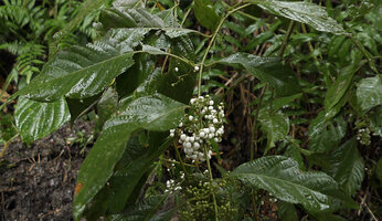 Callicarpa longifolia, fruiting branch, Danum Valley, Sabah, Borneo