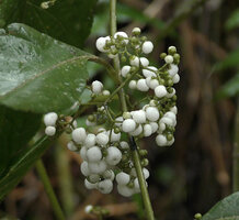 Callicarpa longifolia, lax infructescence with bright white berries, Danum Valley, Sabah, Borneo