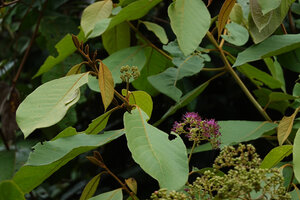 Callicarpa pentandra, flowering stem, Deramakot FR, Sabah, Borneo