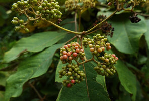 Callicarpa pentandra, maturing drupaceous fruits, Deramakot FR, Sabah, Borneo