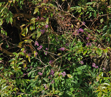 Callicarpa on a slope, fruits, Wulin, Taiwan