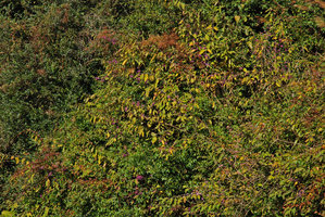 Callicarpa on a slope, Wulin, Taiwan