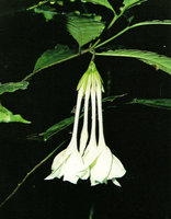 Callichilia bequaertii, young inflorescence with the first set of pendant flowers, Makokou, Gabon