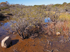 Callistemon linearis individuals in their swampy habitat, Manly, Sydney, Australia