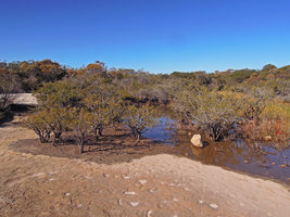 Callistemon linearis population in its swampy habitat, Manly, Sydney, Australia