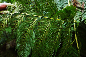 Calochlaena straminea, lower surface of the frond with sori, Imbu Rano, Kolombangara, Solomon Islands