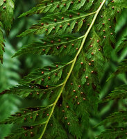 Calochlaena straminea, sori, Imbu Rano, Kolombangara, Solomon Islands