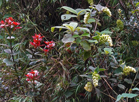 Calophyllum walkeri with opposite bright red young leaves and Strobilanthes calycina with drooping yellow flowered inflorescences, Horton Plains, Sri Lanka