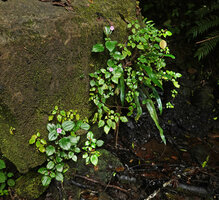 Calvoa orientalis, small population on the mossy vertical rock surface, Amani, East Usambara, Tanzania