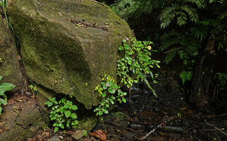 Calvoa orientalis, small population on the mossy vertical rock surface just above a forest small stream, Amani, East Usambara, Tanzania