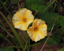Camonea pilosa (syn. Merremia umbellata subsp. orientalis) Johore, Malaysia
