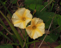 Camonea pilosa (syn. Merremia umbellata subsp. orientalis) Johore, Malaysia