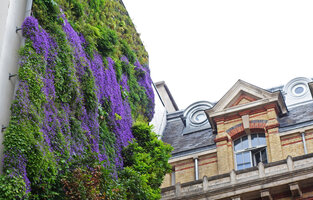 Campanula portenschlagiana in full bloom on the vertical garden by Patrick Blanc, May 2018, Rue d&#039;Alsace, Paris