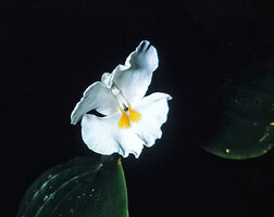 Camptandra latifolia, flower at anthesis, Cameron Highlands, Malaysia