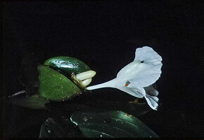 Camptandra latifolia, involucral bract and flower, Cameron Highlands, Malaysia