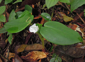 Camptandra ovata, flower emerging from the involucral bract, Fraser's Hill, Malaysia