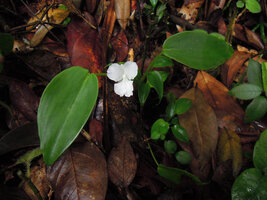 Camptandra ovata flowering on vertical earth bank, Fraser's Hill, Malaysia