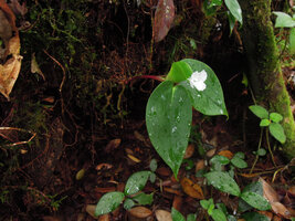 Camptandra ovata, Fraser&#039;s Hill, Malaysia