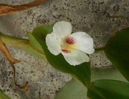 Camptandra parvula, flower emerging from the involucral bract, Harau valley, West Sumatra.
