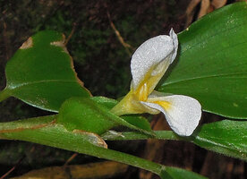 Camptandra parvula, large persistent boat shaped involucral bract and flower, Kubah NP, Sarawak, Borneo.