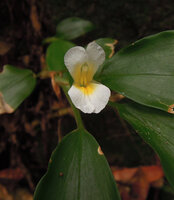 Camptandra parvula, leaves and flower, Kubah NP, Sarawak, Borneo.