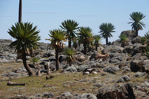 Canis simensis, the Abyssinian wolf scampering between the giant Lobelia rhynchopetalum, Sanetti Plateau, 4000 m asl, Bale NP, Ethiopia