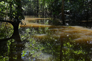 Canopy reflection in igapo forest water, Manaos, Amazonas, Brazil