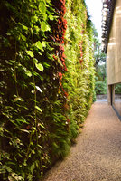 Canyon, Vertical Garden by Patrick Blanc,  with hanging Streptolirion volubile, Le Sereno, Como Lake, Italy