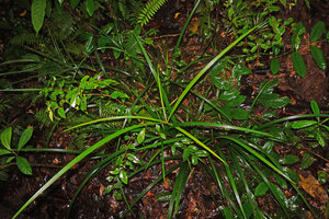 Capitularina involucrata in a swampy forest understory, Malagufuk, Sorong, Papua