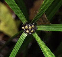 Capitularina involucrata, infructescence with mature nuts surrounded by plicate bracta, Malagufuk, Sorong, Papua