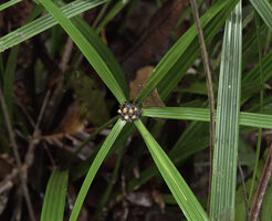 Capitularina involucrata, plicate involucral bracts and central infructescence with mature nuts, Malagufuk, Sorong, Papua