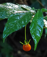 Capsicum lanceolatum, bright red berry hanging under plagiotropic anisophyllous stem, Biotopo del Quetzal, Baja Verapaz, Guatemala
