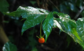 Capsicum lanceolatum, bright red hanging berry, Biotopo del Quetzal, Baja Verapaz, Guatemala