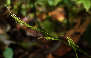 Carex perakensis var. borneensis, branched inflorescence, Mt Kinabalu NP, 1500 m asl, Sabah, Borneo