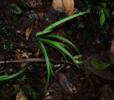 Carex perakensis var. borneensis on mossy earth slope in forest understory, Mt Kinabalu NP, 1500 m asl, Sabah, Borneo