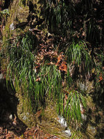 Carex sp. on a vertical shaded rock outcrop, Yamaguchi, Japan