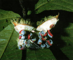 Carpotroche longifolia, open capsular fruit, Saul, French Guyana