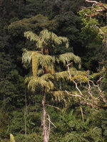 Caryota maxima, fruiting individual, Genting Highlands, Malaysia