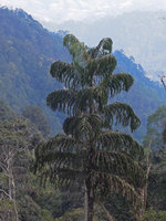 Caryota maxima, Genting Highlands, Malaysia
