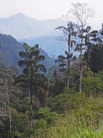 Caryota maxima population with almost dead fruiting individuals, Genting Highlands, Malaysia