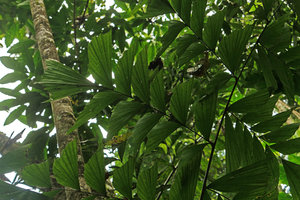 Caryota monostachya, leaf and leaflets, Nam Cang, Sapa, Vietnam