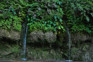 Waterfall with Colocasia, Tricyrtis etc, Taroko, Taiwan