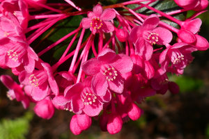 Casearia crassinervis, close-up of the flowers, Alejandro de Humboldt NP, Cuba
