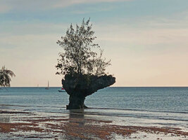 Casuarina equisetifolia on a small rock island, Pemba, Tanzania