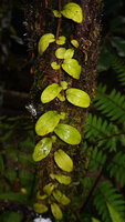 Catanthera sp. climbing along a mossy tree trunk, Kwau, Arfak Mts, 1600 m asl, West Papua